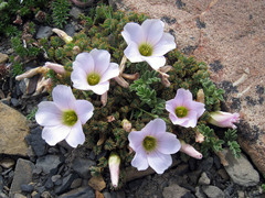 Palmatifoliae