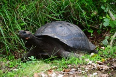 Chelonoidis niger porteri