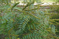 Amorpha fruticosa