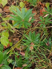 Galium odoratum