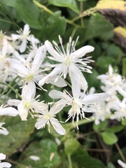 Clematis terniflora