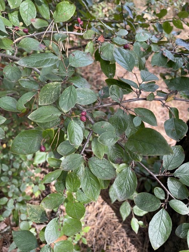 Cotoneaster lucidus, photographed by an iNaturalist contributor