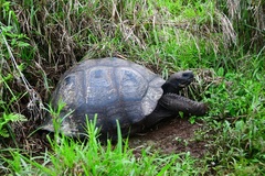 Chelonoidis niger porteri