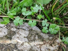 Hydrocotyle batrachium