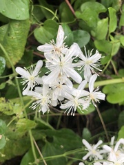 Clematis terniflora