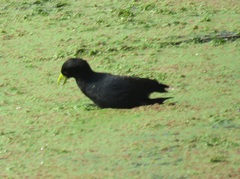 Zapornia flavirostra