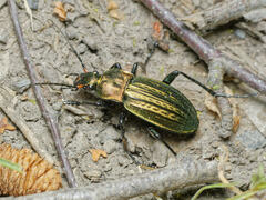 Carabus cancellatus