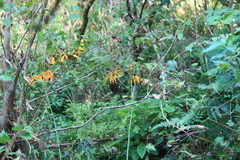 Ligularia japonica