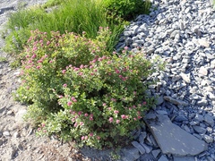 Spiraea splendens