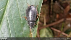 Diploptera nigrescens