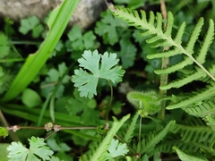 Hydrocotyle batrachium