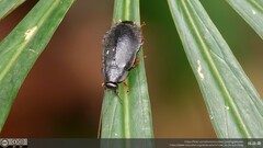 Diploptera nigrescens
