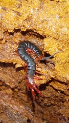 Cormocephalus nitidus