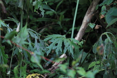 Ligularia japonica