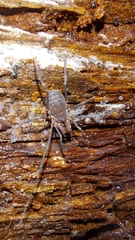 Triaenonychidae