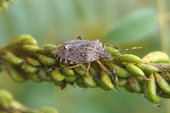 Halyomorpha halys