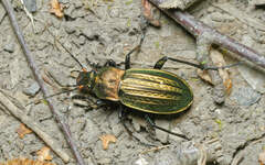 Carabus cancellatus