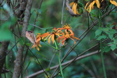 Ligularia japonica