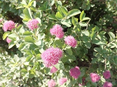 Spiraea splendens