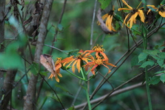 Ligularia japonica