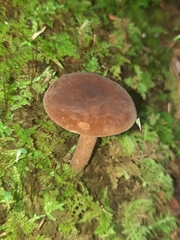 Plinthogalus