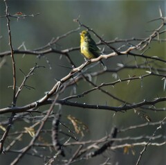 Crithagra mozambica