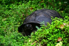 Chelonoidis niger porteri