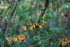 Ligularia japonica