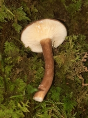 Plinthogalus