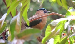 Momotus subrufescens