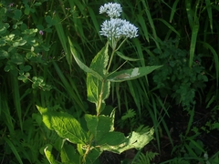 Eupatorium makinoi