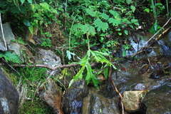 Ligularia japonica