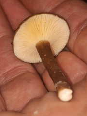 Plinthogalus