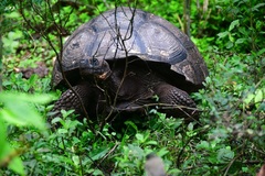 Chelonoidis niger porteri