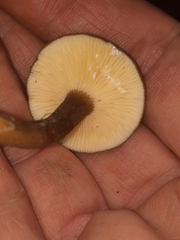 Plinthogalus