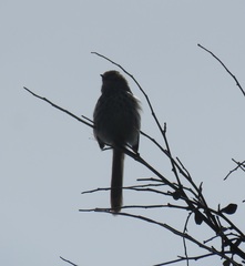 Prinia maculosa maculosa