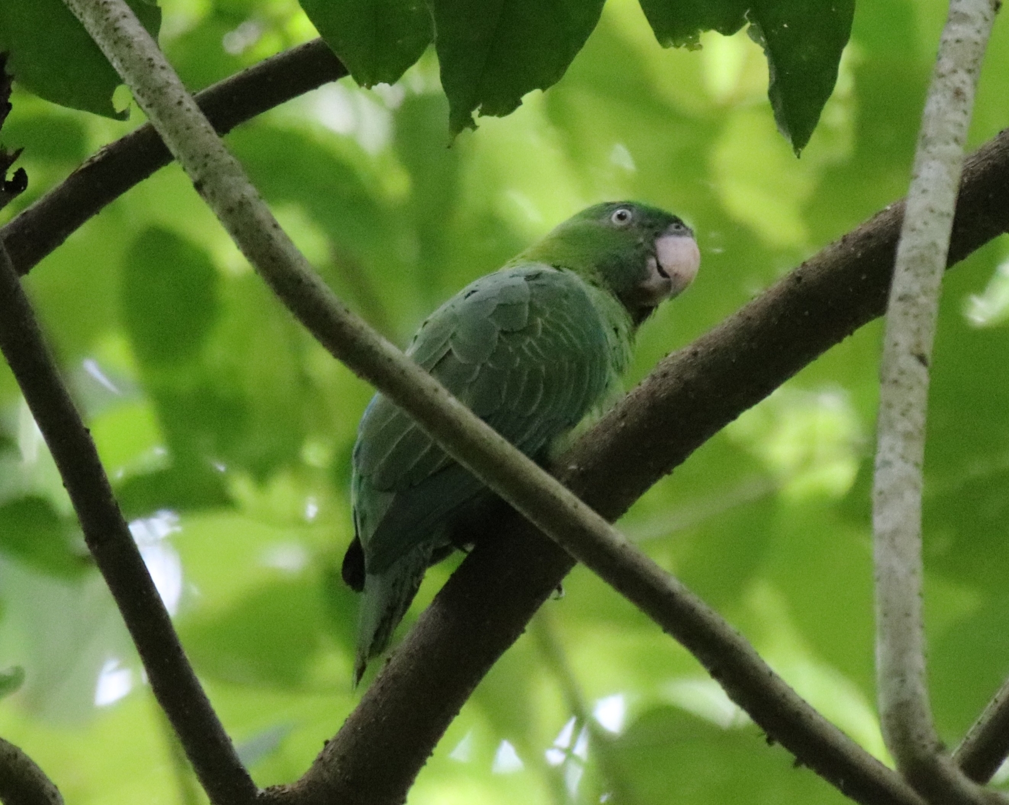 Azure-rumped Parrot (Tanygnathus sumatranus), photo 4