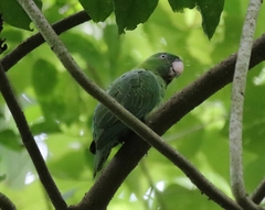 Tanygnathus sumatranus