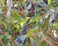 Momotus subrufescens