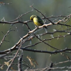 Crithagra mozambica