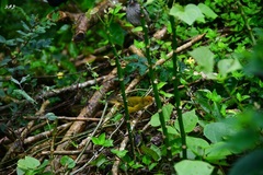 Setophaga petechia aureola