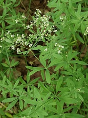 Galium intermedium