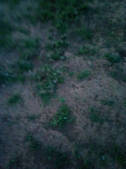 Mecardonia acuminata