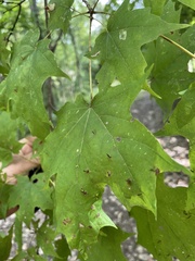 Vasates aceriscrumena