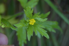 Ranunculus pensylvanicus