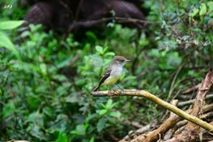 Myiarchus magnirostris