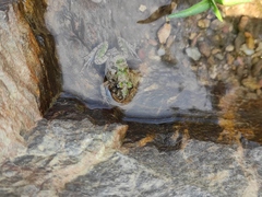 Fejervarya multistriata