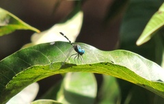 Dythemis nigra