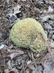 Leucobryum