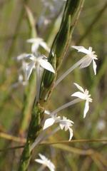 Struthiola myrsinites